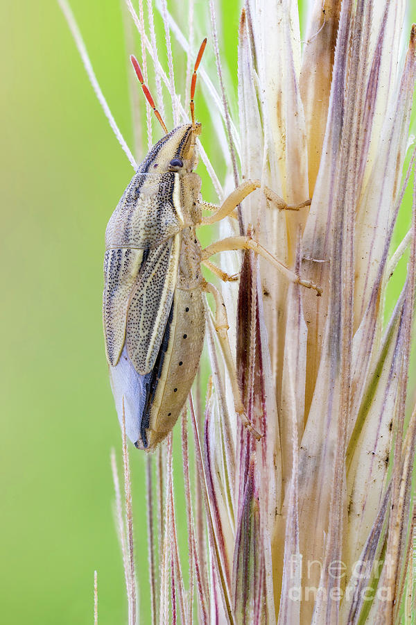 Wheat Stink Bug Photograph by Ozgur Kerem Bulur/science Photo Library ...