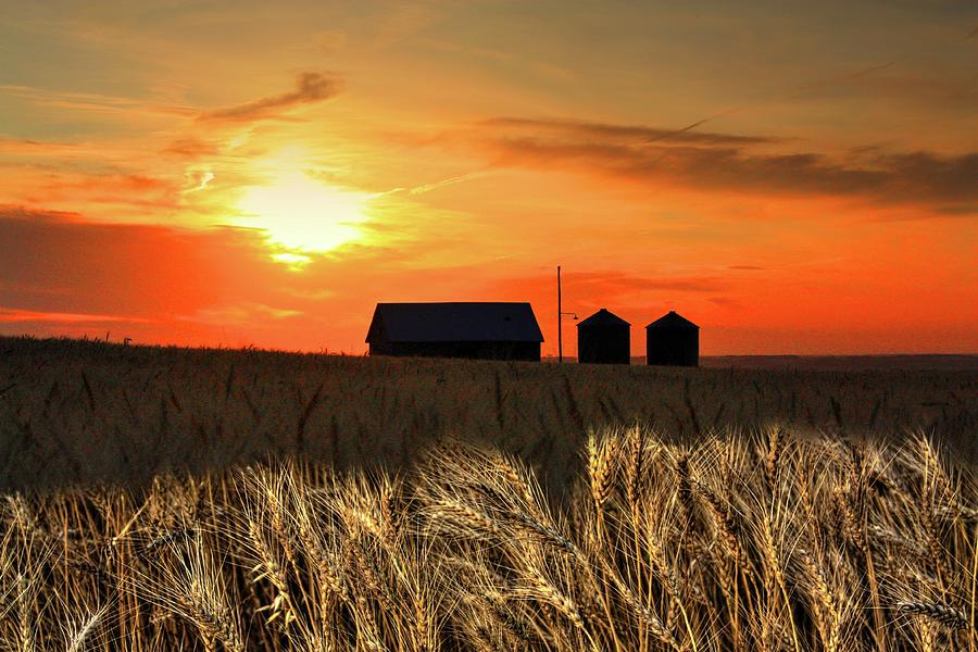 Wheat sunset by David Matthews Wheat sunset by David Matthews