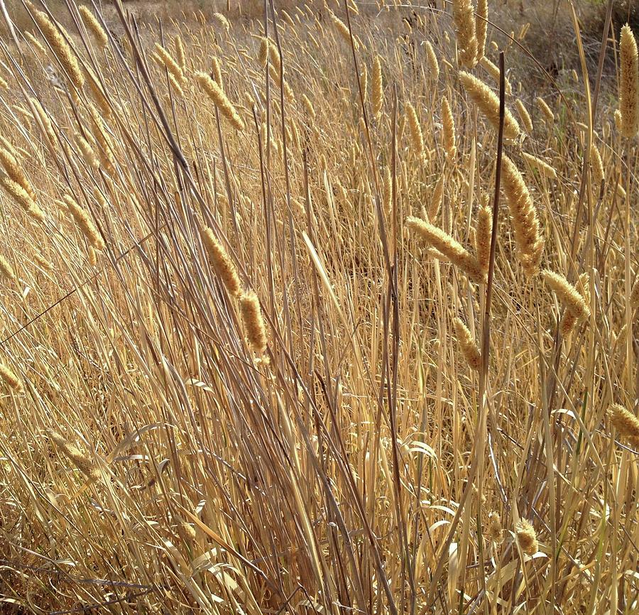 Wheat Photograph by Sylvan Rogers