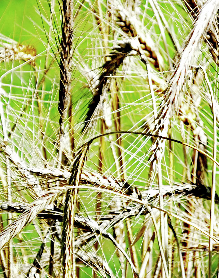 Wheat1 Photograph by Lizi Beard-Ward