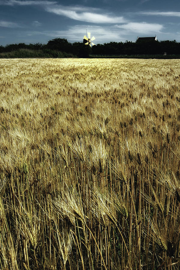 Wheatfield Photograph by Copyrights(c) All Rights Reserved By Haruhisa Yamaguchi