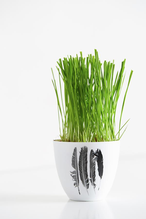 Wheatgrass In A Flower Pot Photograph by Great Stock!