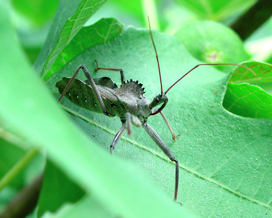 Nature Photograph - Wheel Bug by Audrey