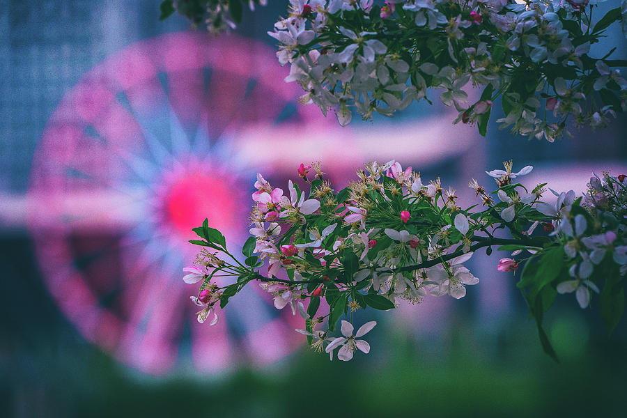 Wheelie Awesome Blossom Photograph by Jon Reynolds