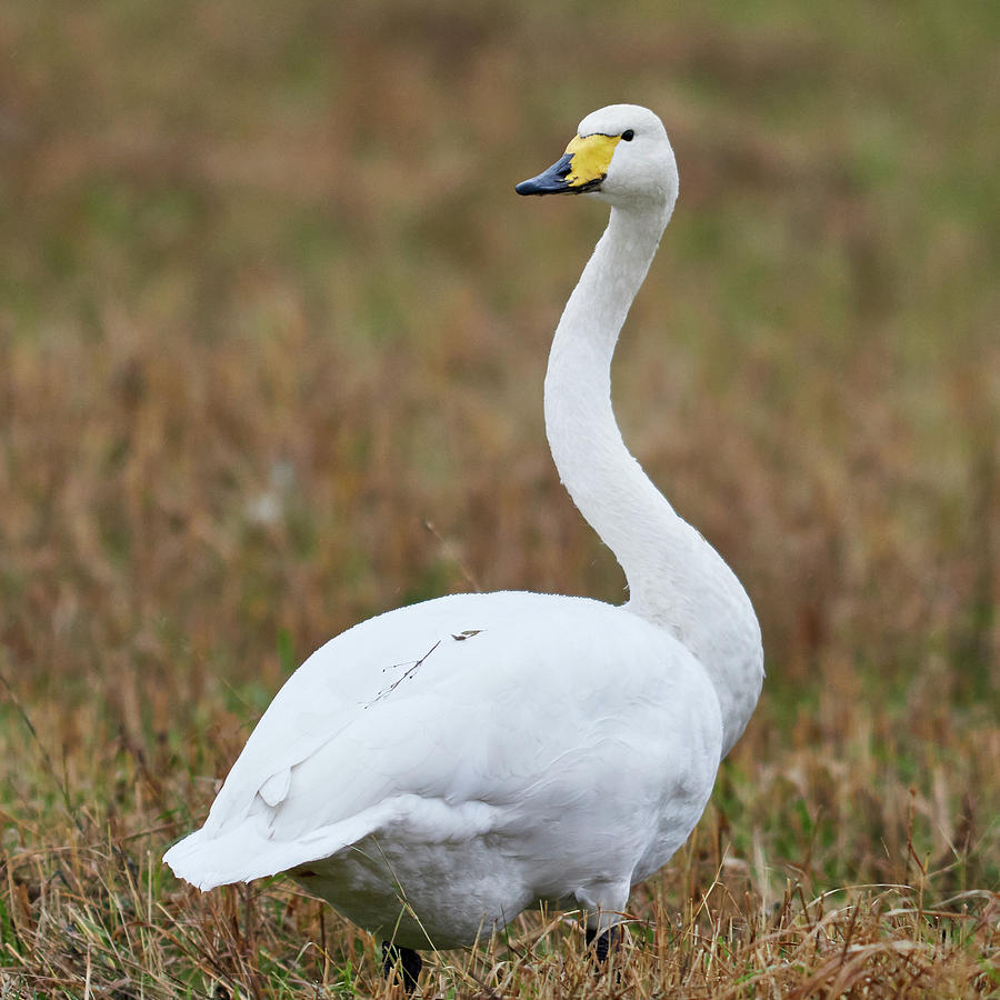 Wheels like little twisted. Whooper swan Photograph by Jouko Lehto ...