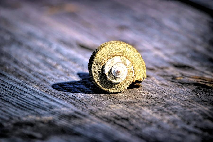 Whelk Shell by Karen Silvestri Whelk Shell by Karen Silvestri