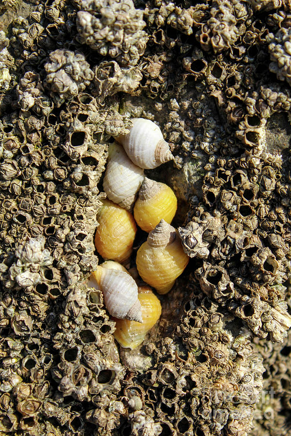 Whelks Photograph by SnapHound Photography