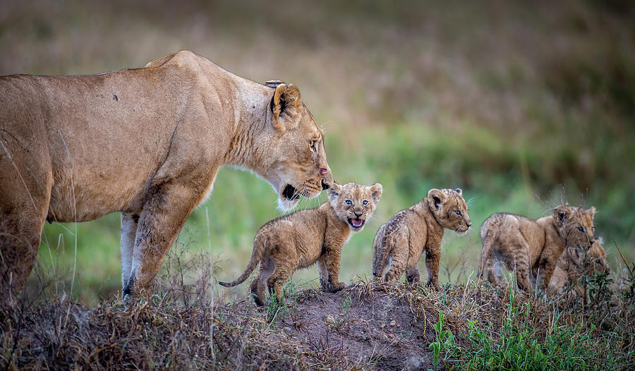 Lion Photograph - When Are We Stopping For Dinner? by Jeffrey C. Sink
