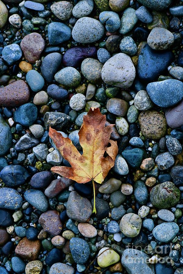 When Autumn Leaves Start to fall Photograph by Craig Wood
