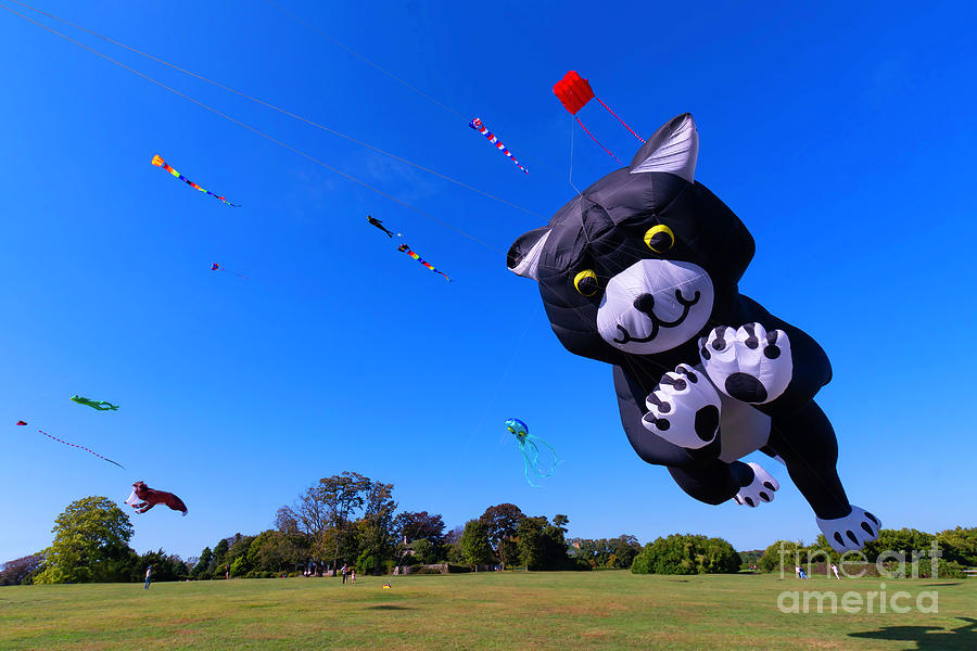 When Cats Fly Photograph