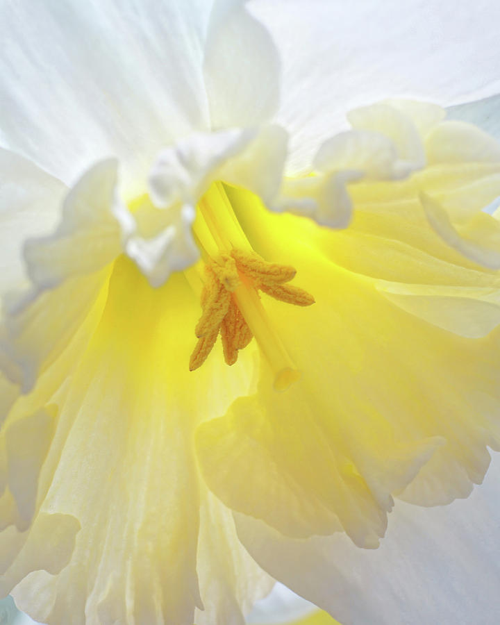 When Daffodils Bloom Photograph by Kathi Mirto