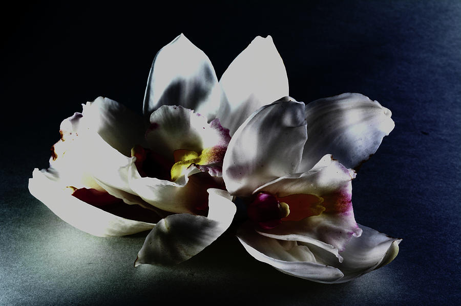 Flower Photograph - when flowers fall I by Paulina Roybal Flower Photograph - when flowers fall I by Paulina Roybal
