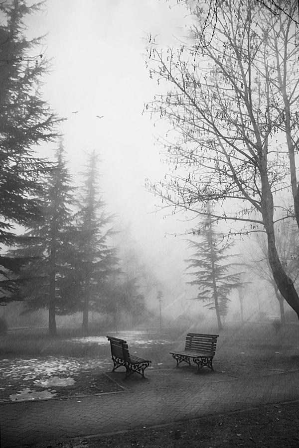 When Fog Reigns Photograph by Cicek Kiral