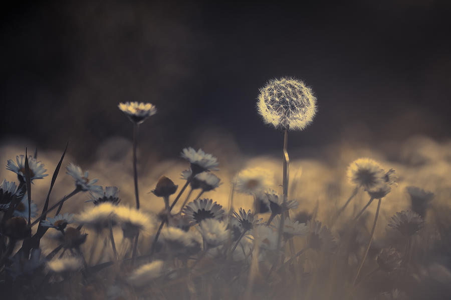 Dandelion Photograph - When He Saw Her Emerging Out From This Crowd, He Immediatly Knew This Would Be The One by Fabien Bravin