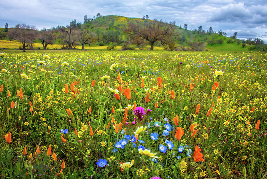 When Heaven and Nature Sing - Superbloom 2019 Photograph by Lynn Bauer