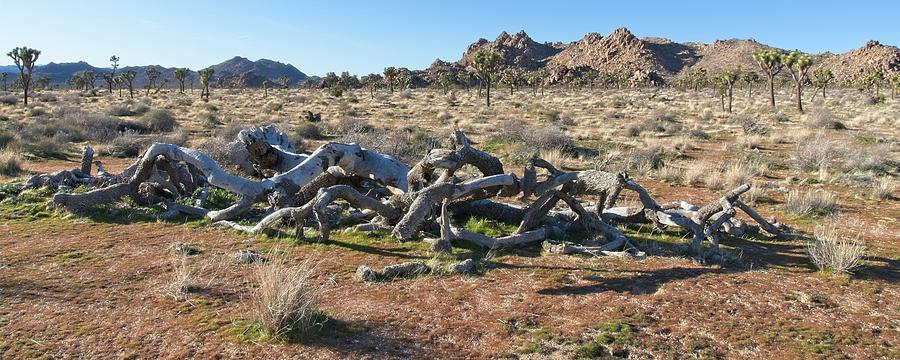 When Joshua Trees Die Color Photograph
