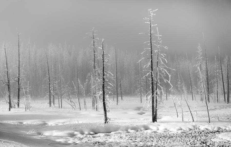 Yellowstone National Park Photograph - When Silence Reigns by Karen Wiles
