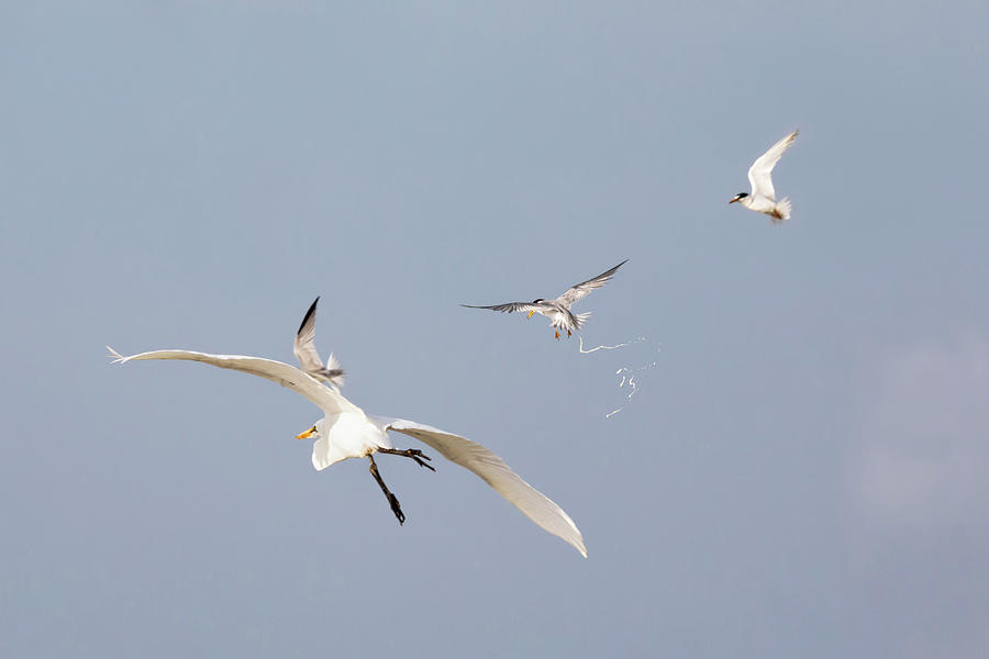When Terns Attack Photograph by Susan Rissi Tregoning
