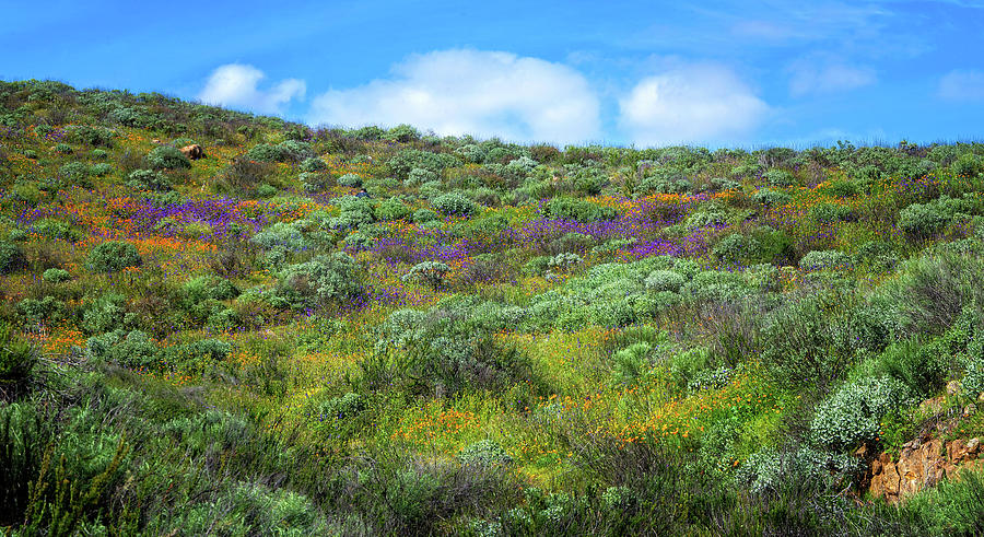 When the Desert Blooms Panorama Photograph by Lynn Bauer