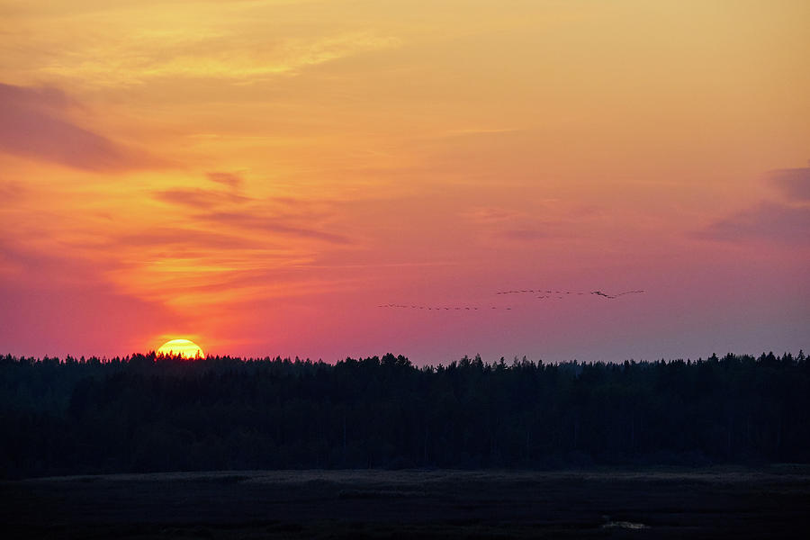 When the sun goes down the cranes fly to Puurijarvi. Eurasian cr Photograph by Jouko Lehto