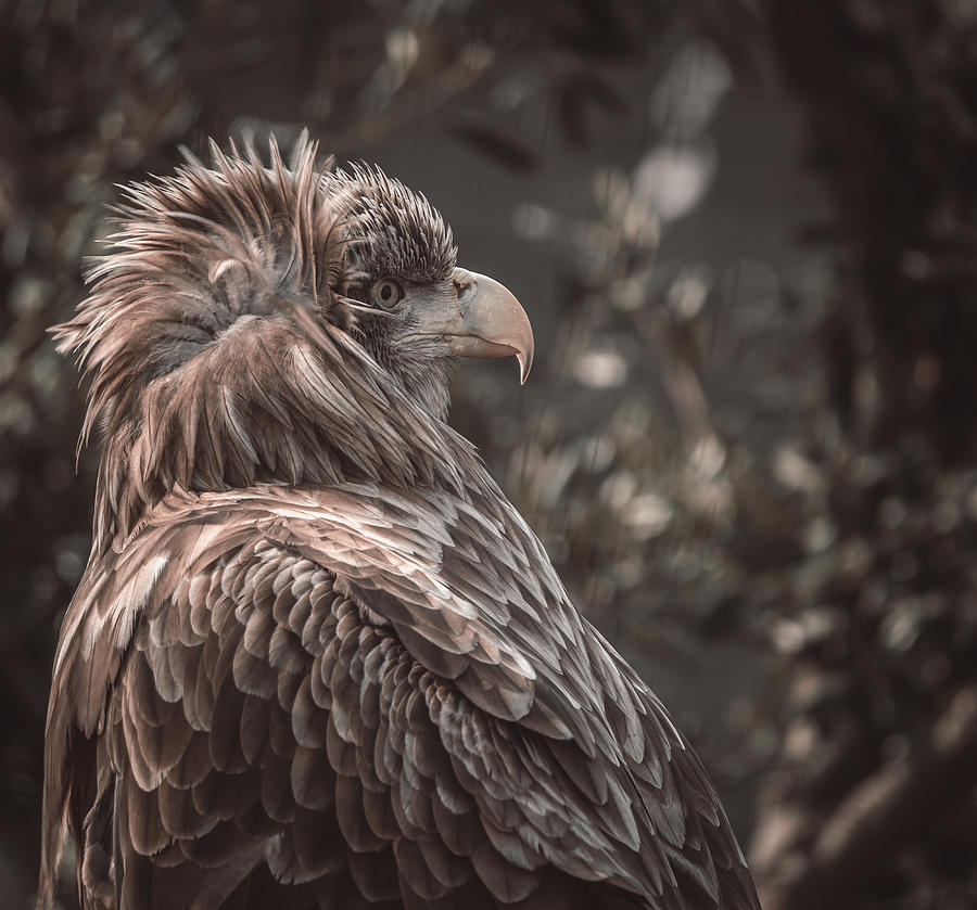 Eagle Photograph - When The Wind Is Giving You A Bad \hairday\.... :-) by Natascha Worseling