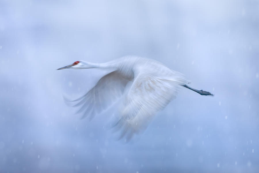 Crane Photograph - When Winter Comes by Qing Zhao