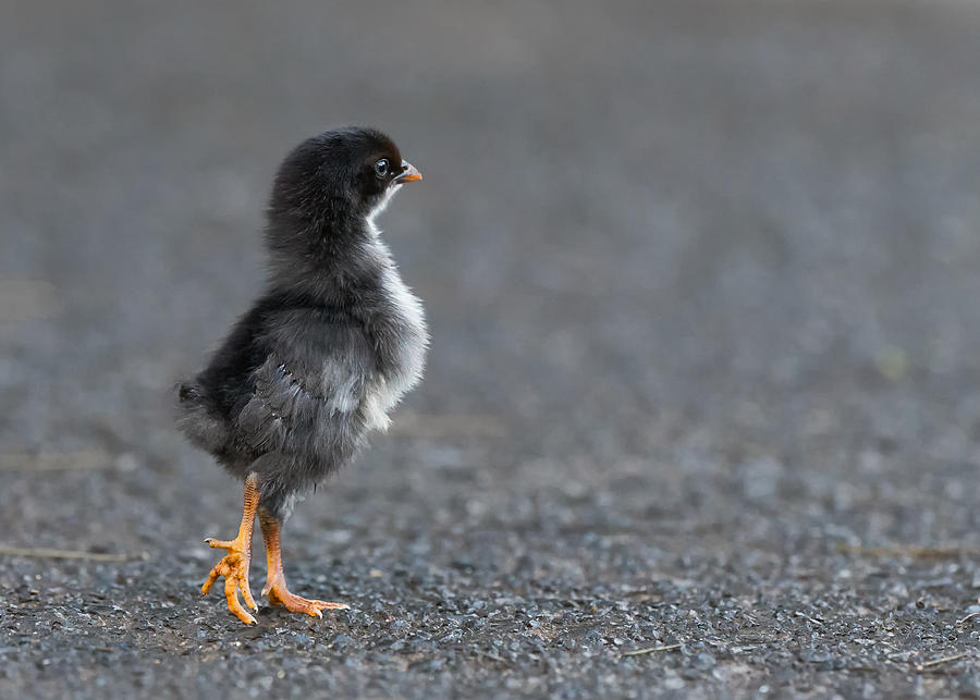 Chick Photograph - Where Did Mom Go? by Sufang Wang