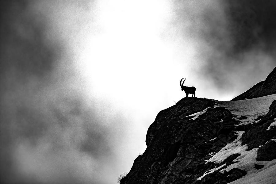 Nature Photograph - Where Ibex Dare by Marco Redaelli