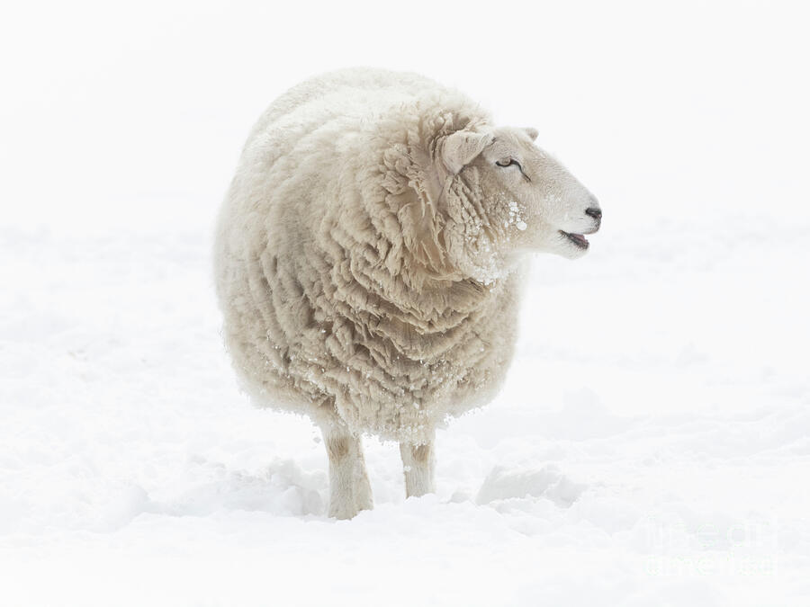 Sheep Photograph - Where is that Barn by Michael Dawson