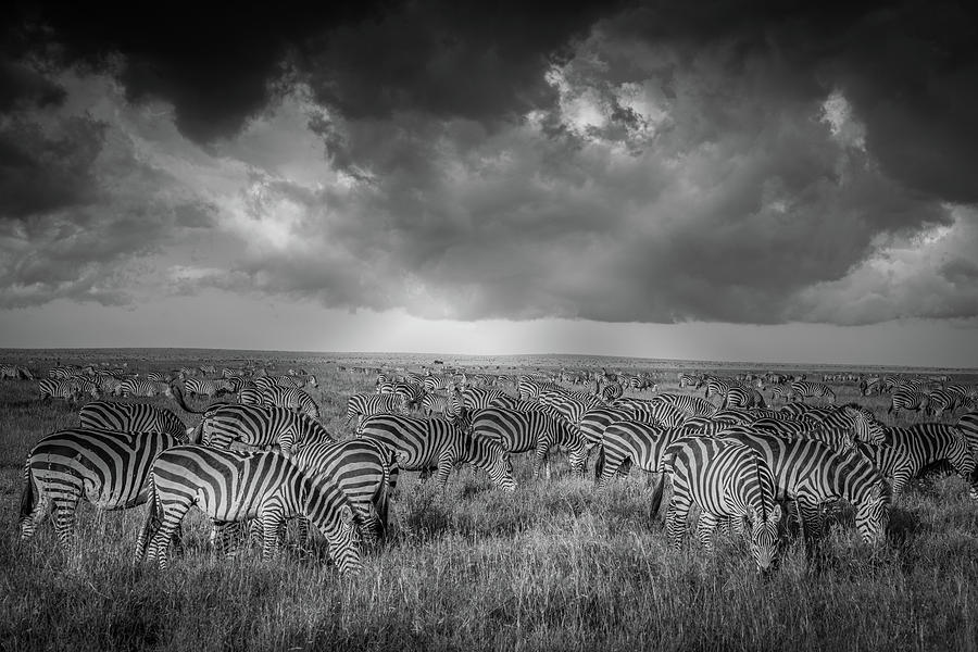 Zebra Photograph - Where Referees Go To Commiserate With Each Other by Jeffrey C. Sink