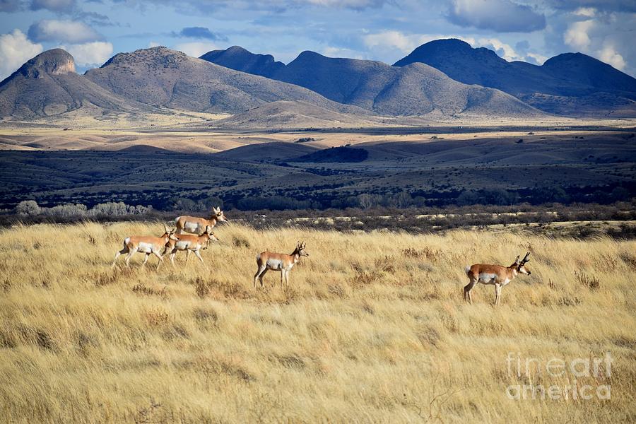Where The Antelope Play Photograph by Janet Marie
