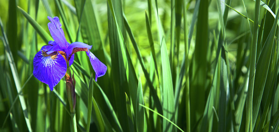 Where The Iris Flowers Photograph by Theresa Tahara