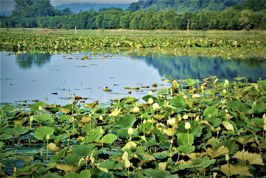 Where The Pads Grow by Bob Mullins Where The Pads Grow by Bob Mullins
