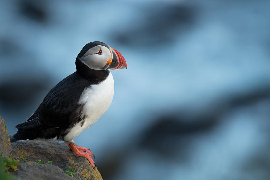 Puffin Photograph - Wheres The Fish This Time.. by Jon Vidar Stroemstad