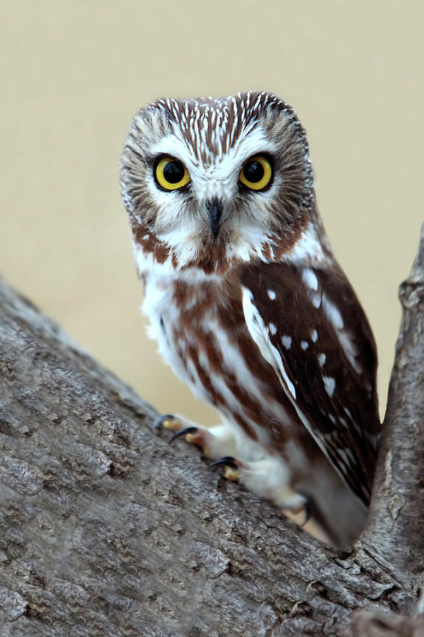 Whet Owl Photograph by Mlorenzphotography