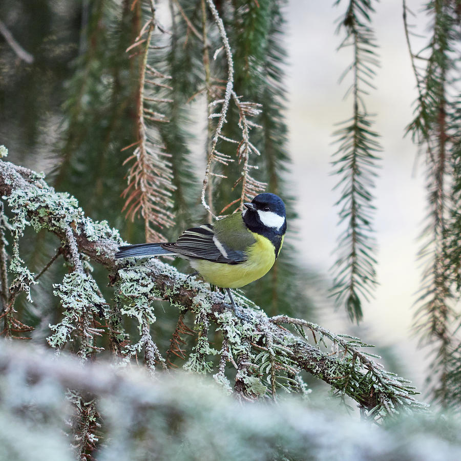 Which way to go. Great tit Photograph by Jouko Lehto
