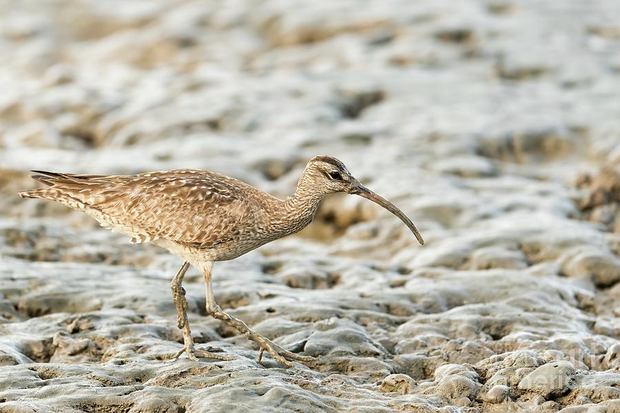 Whimbrel by Science Photo Library