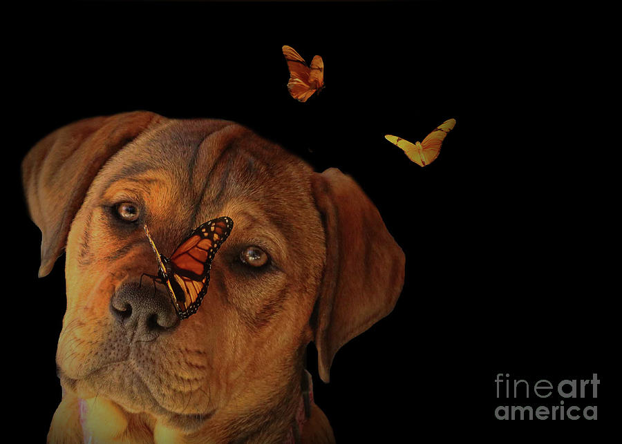 Whimsical and Cute Puppy with Butterflies Photograph by Stephanie Laird