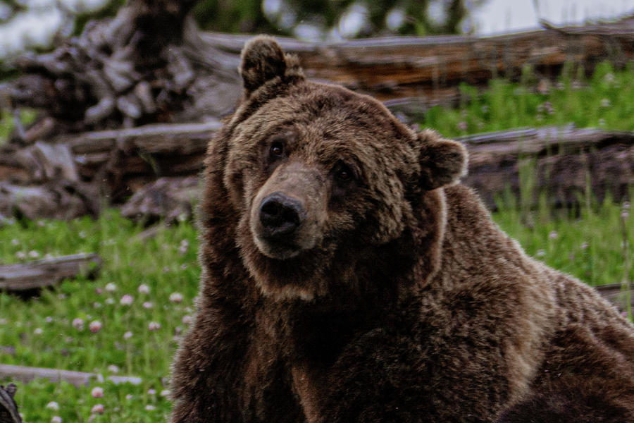 Whimsical Grizzly Photograph by Douglas Wielfaert