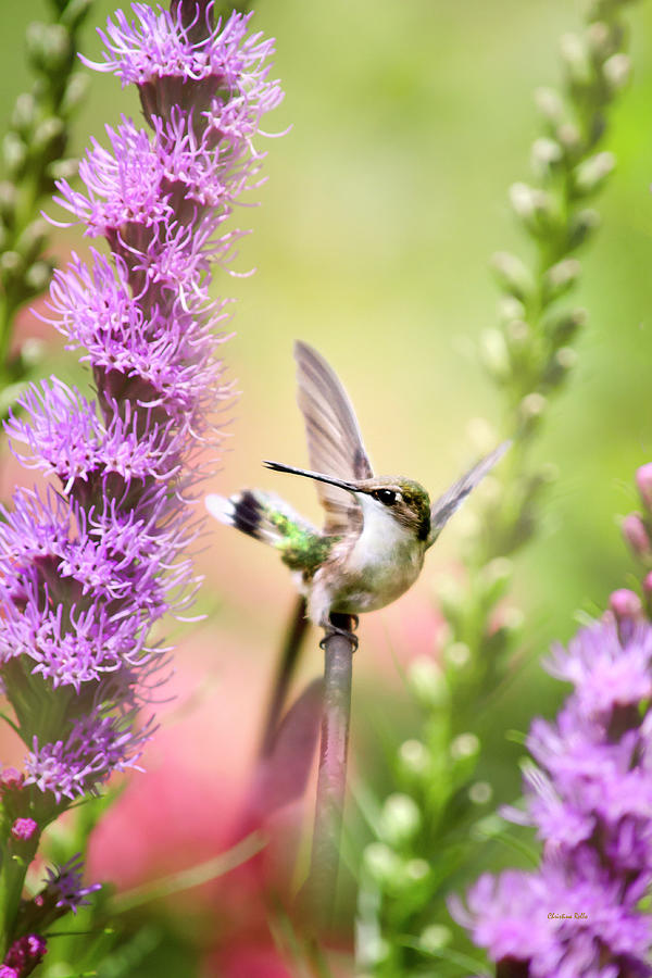Whimsical Hummingbird Photograph by Christina Rollo