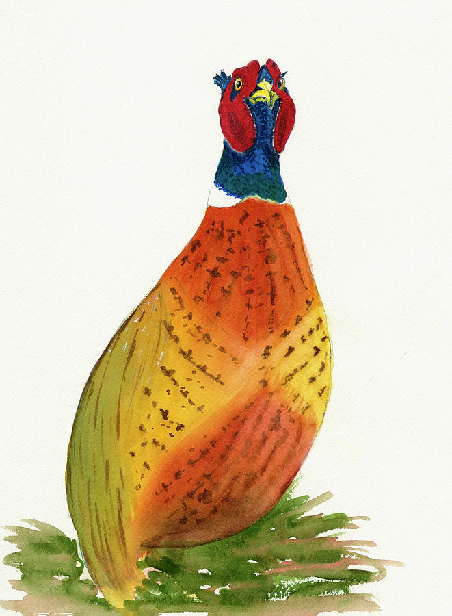 Ring-Neck Pheasant Watercolor Art Print Painting by Deborah League