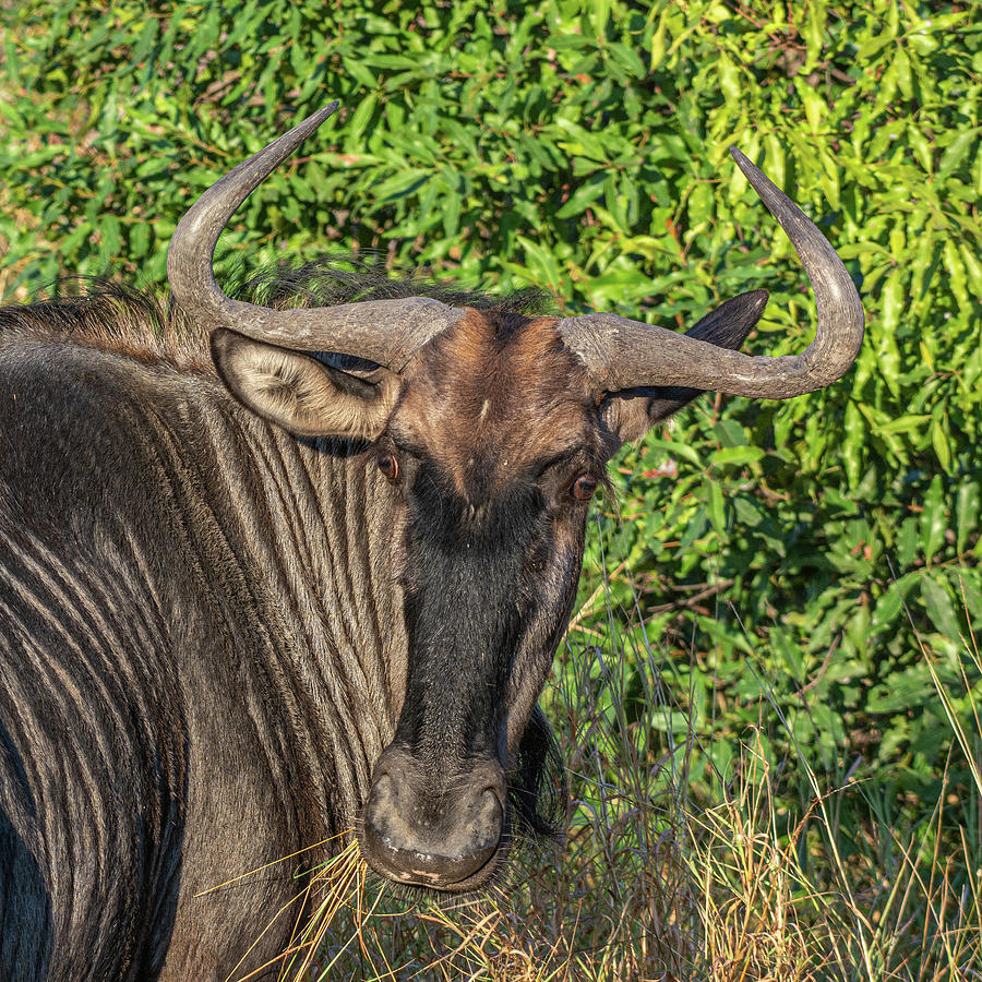 Whimsical Wildebeest Photograph by Douglas Wielfaert