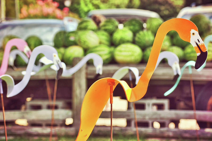 Flamingo Photograph - Whimsy Flamingo In Orange by JAMART Photography