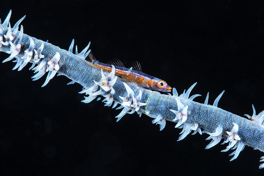 Whip Coral  And Its Goby Of The Mesophotic Zone Photograph by Barathieu Gabriel