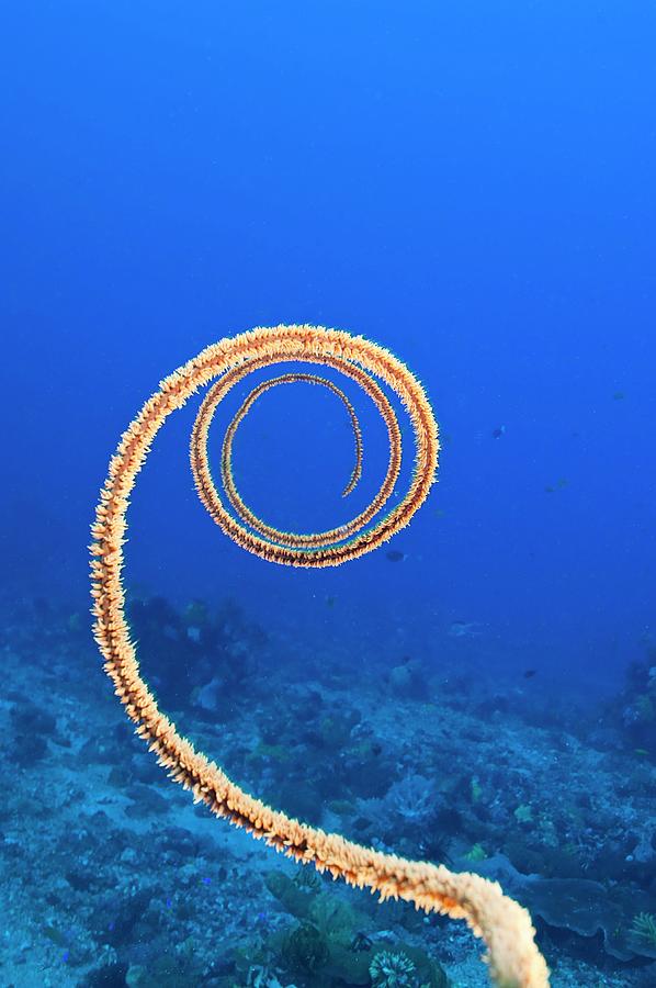 Whip Coral, Indonesia Digital Art by Giordano Cipriani