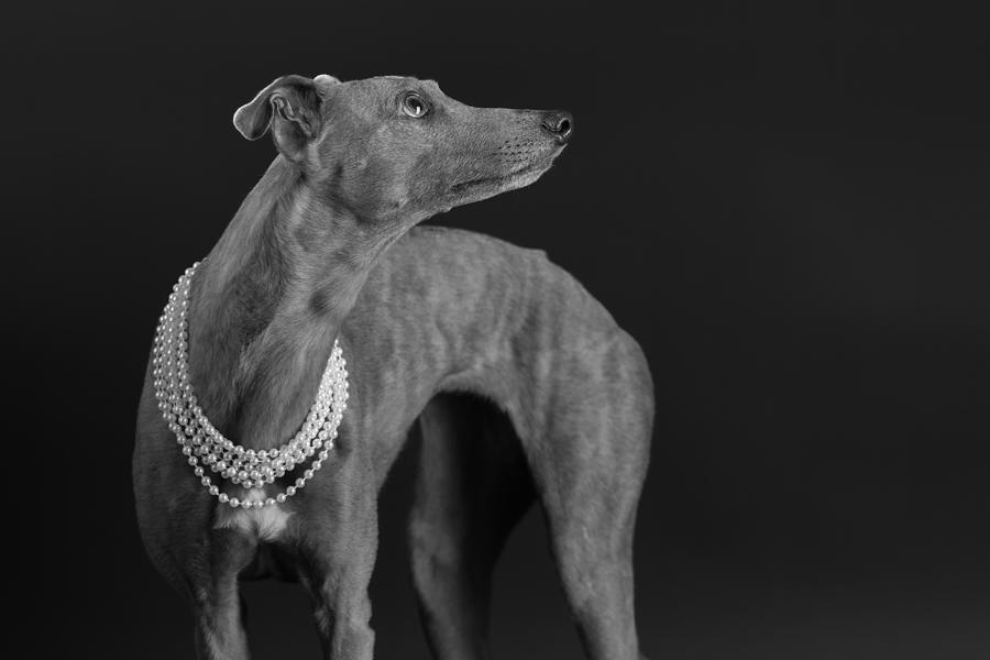 Whippet Girl With The Pearl Necklace Photograph by Mieke Engelbos