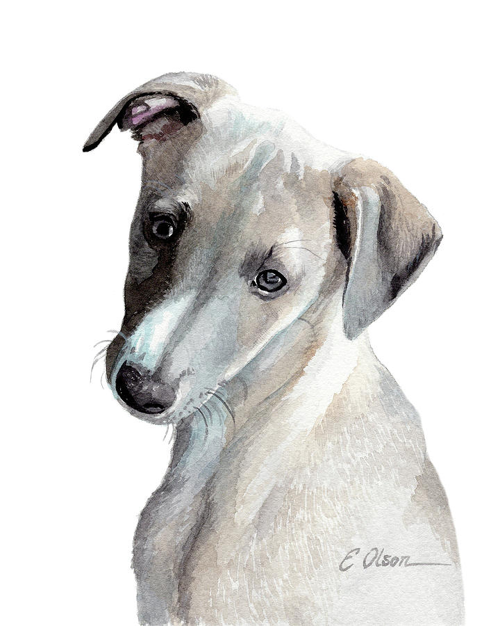 Whippet Pup Painting by Emily Olson