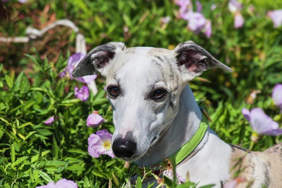 Whippet Sitting On A Rock Photograph by Zandria Muench Beraldo