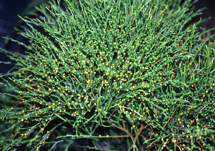 Whisk Fern Photograph by Julia Hancock/science Photo Library Pixels