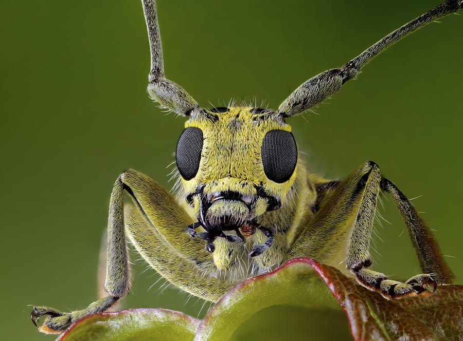 Insects Photograph - Whiskered by Alexander Zubrickij